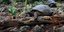 Γιγάντια χελώνα κυνηγά πουλί στις Σεϋχέλλες