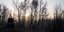 Καμμένο δάσος στη Βαρυμπόμπη