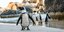 Απίστευτο: Μέλισσες σκότωσαν 63 πιγκουίνους απειλούμενου είδους στη Νότια Αφρική