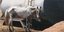 Φωτογραφίες ντοκουμέντα με τα σκελετωμένα άλογα στη δικογραφία