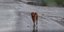 Σκύλος γίνεται μούσκεμα από τη βροχή