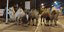 Οκτώ καμήλες και ένα λάμα προκάλεσαν αναστάτωση στους δρόμους της Μαδρίτης