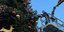 Ο Κώστας Μπακογιάννης στολίζει το Χριστουγεννιάτικο δέντρο στο Σύνταγμα