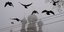 Πουλιά πετούν μέσα στην ομίχλη στη Μόσχα με φόντο το Κρεμλίνο