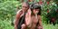 H φωτογραφία του ιθαγενούς που μεταφέρει τον πατέρα του έγινε viral στη Βραζιλία 