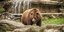 Αρκούδα σε ζωολογικό πάρκο / ΦΩΤΟΓΡΑΦΙΑ: SHUTTERSTOCK