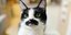 Η γάτα με το μουστάκι που θυμίζει Φρέντι Μέρκιουρι