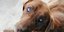 Έρευνα για τη θανάτωση από φόλα της τυφλής σκυλίτσας στην Ημαθία