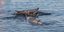 whale