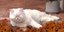 Η Moet, μια τυφλή περσική γάτα που έχει γίνει viral 