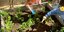 Λαχανόκηποι για τα παιδιά από τον Δήμο Ηρακλείου