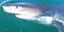 Επίθεση καρχαρίας Βάρκα Αυστραλία Περθ