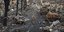 Κατεστραμμένα σπίτια, διαλυμένοι δρόμοι και κουφάρια τεθωρακισμένων μετά τους ρωσικούς βομβαρδισμούς