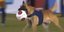 Αστυνομικός σκύλος «έκλεψε» τη μπάλα σε αγώνα ποδοσφαίρου στη Βραζιλία