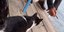 Τι απέγινε η γάτα που κλώτσησαν σε ταβέρνα στην Αιδηψό