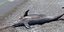 Νεκρό δελφίνι στην παραλία της Καλαμάτας