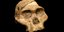 Το κρανίο της «Κυρίας Κλε», του αυστραλοπιθήκου που ανακαλύφθηκε το 1947 στη Νότια Αφρική
