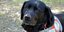 Η Λάρα, ο σκύλος σύμβολο για την κοινότητα των ανθρώπων με προβλήματα όρασης