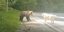 Η μάχη αρκούδας-σκύλου στη Ρουμανία / Φωτογραφία: Youtube
