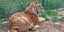 Μία από τις τίγρεις που κατέφθασαν από τη Σλοβακία στον ζωολογικό κήπο των Τιράνων