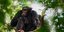 Χιμπατζής πάνω σε δέντρο
