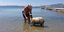 Ελπίδα: Το δημοφιλές πρόβατο της Μήλου έγινε 4,5 μηνών και ξεκίνησε τα μπάνια / Φωτογραφία: iefimerida.gr