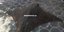 Ναύπακτος: Ψαράς έπιασε θηριώδες σαλάχι... 120 κιλών