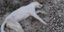 Νεκρό σκυλί με δεμένα πόδια στους Γαργαλιάνους