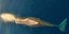 Φάλαινα φυσητήρας Ελλάδα Βορειοανατολικό Αιγαίο 