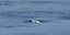 Φάλαινα Μπελούγκα στα νερά του Σηκουάνα