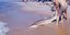 Μικρός καρχαρίας σε παραλία της Νέας Υόρκης 