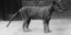 Ο τελευταίος Τίγρης της Τασμανίας, επισήμως, ήταν αυτός που πέθανε σε αιχμαλωσία το 1936