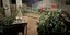 Δενδρύλλια κάνναβης που αποξηραίνονται σε υπόγεια σπιτιού στον Μυλοπόταμο Κρήτης