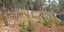 Μια μεγάλη φυτεία κάνναβης βρέθηκε στον δήμο Σφακίων, στα Χανιά