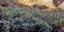 Εντοπίστηκαν 1.152 δενδρύλλια κάνναβης σε μεγάλη φυτεία στο Ηράκλειο Κρήτης