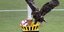Ο αετός της ΑΕΚ, Οδυσσέας, πηγαίνει την μπάλα στο κέντρο της «OPAP Arena»