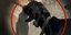Κρήτη: Συνελήφθη 67χρονος που είχε βάλει ηλεκτροφόρο κολάρο στο σκύλο του
