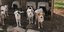 Αδέσποτα σκυλάκια στην Ναύπακτο