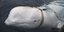 H φάλαινα Χβάλντιμιρ εμφανίστηκε για πρώτη φορά το 2019 στις ακτές της Νορβηγίας