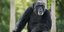 Χιμπατζής σε ζωολογικό κήπο της Σουηδίας 