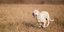 Κεφαλάρι: Σκύλος κατασπάραξε μικρόσωμο σκυλάκι και δάγκωσε την ιδιοκτήτριά του