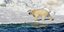 Πολική Αρκούδα Αλάσκα