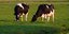 Αγελάδας της ράτσας Hollstein Friesian κλωνοποίησαν επιστήμονες στην Κίνα