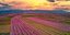 Αεροφωτογραφία του οπωρώνα με τις ανθισμένες ροδακινιές στο ηλιοβασίλεμα στον κάμπο της Βέροιας 