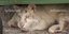 Το λευκό τιγράκι που βρέθηκε κάτω από κάδο σκουπιδιών έξω από το Αττικό Ζωολογικό Πάρκο