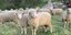 Πρόβατα σε γρασιδι