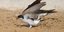 Η φωτογραφία με τα Σπιτοχελίδονα είναι του Hans Glader φωτογράφου φύσης που επισκέπτεται τη Λέσβο για να φωτογραφίσει τα πουλιά της και δόθηκε προς δημοσίευση από το Μουσείο Απολιθωμένου Δάσους Λέσβου και το Κέντρο Περιβαλλοντικής Ενημέρ
