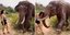 Η σιτγμή που ο ελέφαντας επιτίθεται στην τουρίστρια στην Ινδία