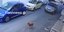 Αυτοκίνητο πάτησε εν ψυχρώ σκύλο στην Κρήτη