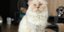H Choupette, η διάσημη γάτα του Karl Lagerfeld 